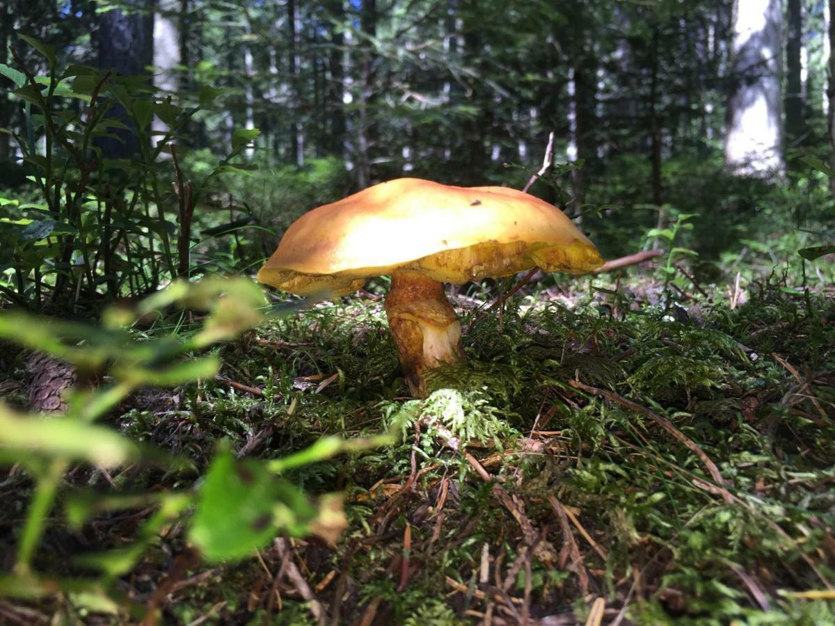 Gluehwuermchenhuette Villa Ratten Eksteriør bilde